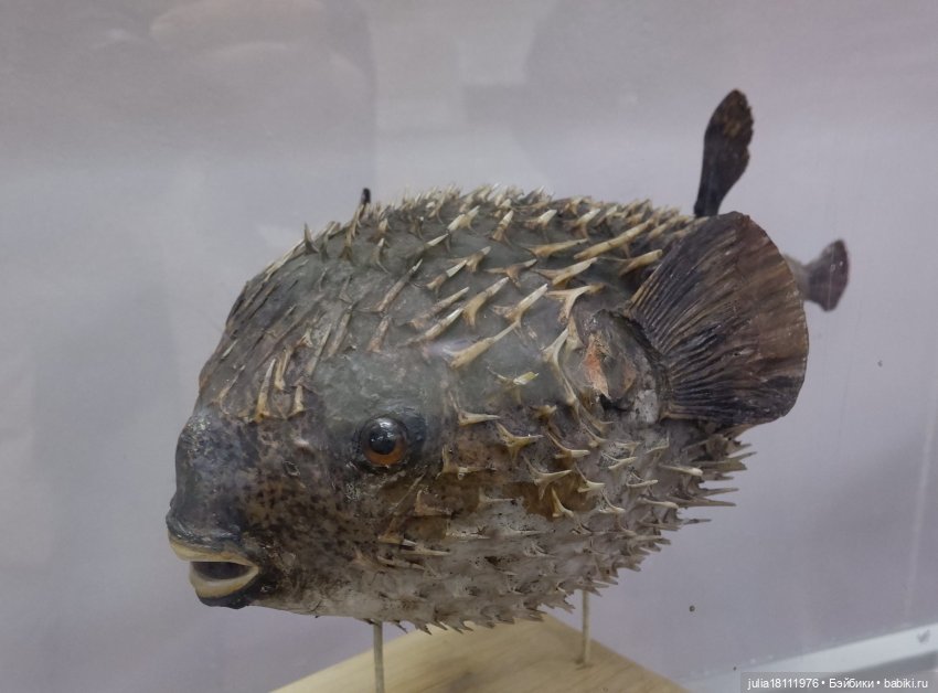 Дом кукол Лавандовый сон. Акварели Петербурга 2025. День 1. Часть 2