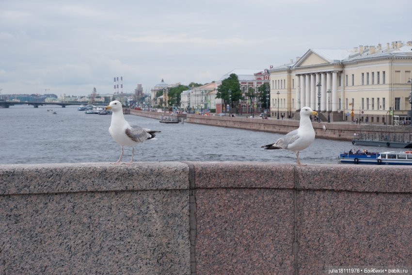Дом кукол Лавандовый сон. Акварели Петербурга 2025. День 1. Часть 2 (фото 5)