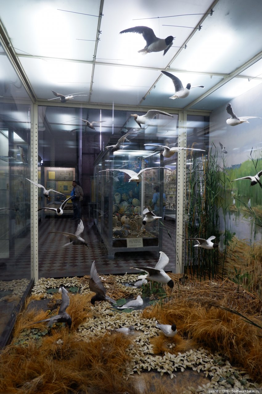 Дом кукол Лавандовый сон. Акварели Петербурга 2025. День 1. Часть 2