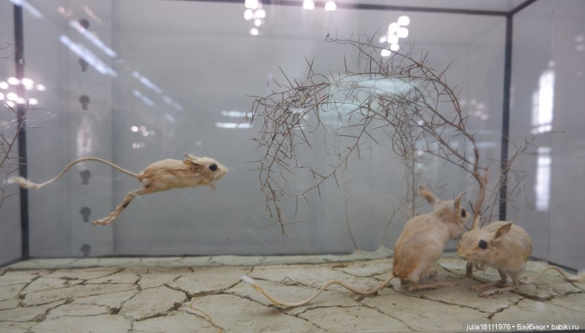 Дом кукол Лавандовый сон. Акварели Петербурга 2025. День 1. Часть 2