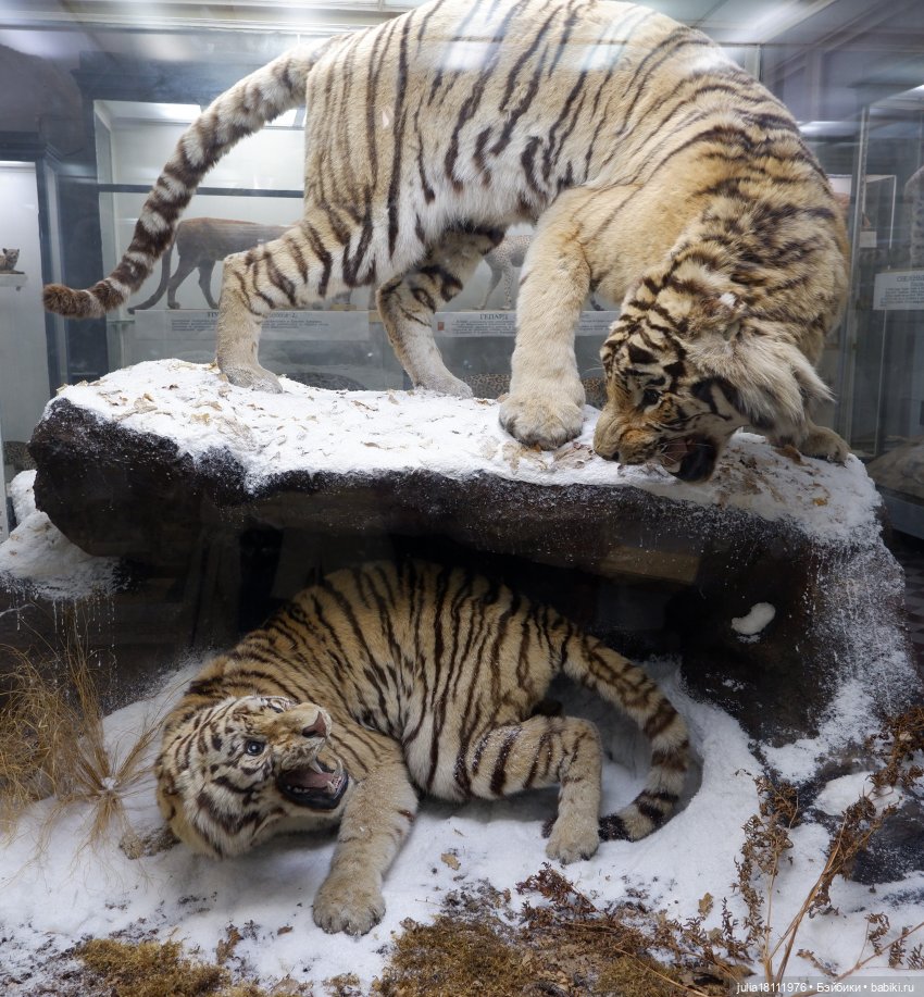 Дом кукол Лавандовый сон. Акварели Петербурга 2025. День 1. Часть 2