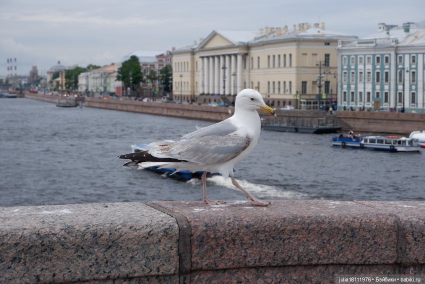 Дом кукол Лавандовый сон. Акварели Петербурга 2025. День 1. Часть 2 (фото 4)