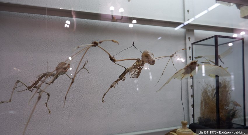 Дом кукол Лавандовый сон. Акварели Петербурга 2025. День 1. Часть 2