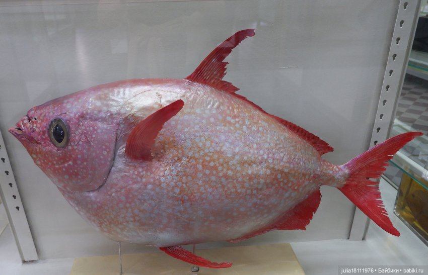 Дом кукол Лавандовый сон. Акварели Петербурга 2025. День 1. Часть 2