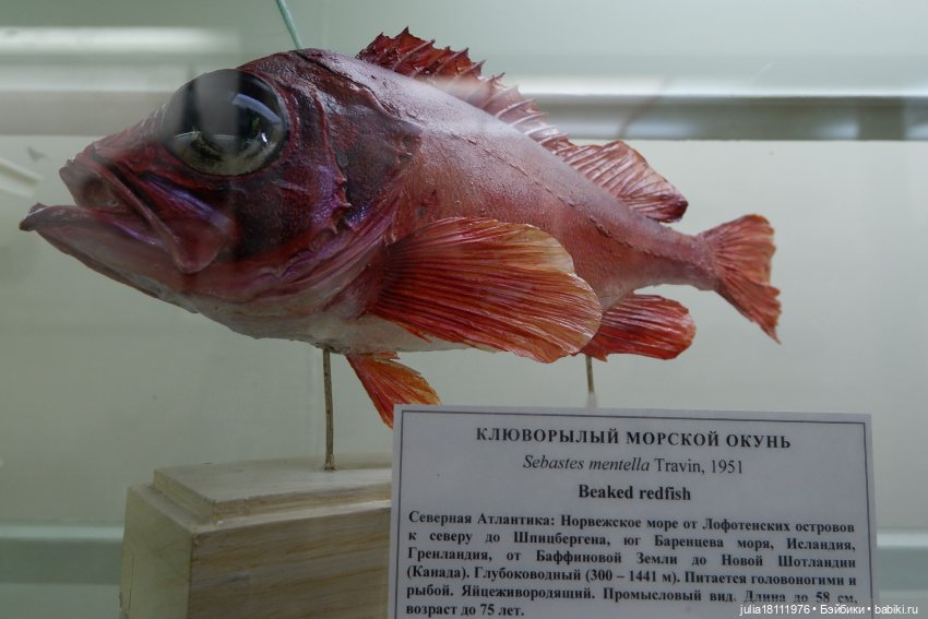 Дом кукол Лавандовый сон. Акварели Петербурга 2025. День 1. Часть 2