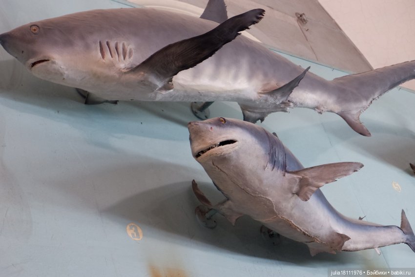 Дом кукол Лавандовый сон. Акварели Петербурга 2025. День 1. Часть 2