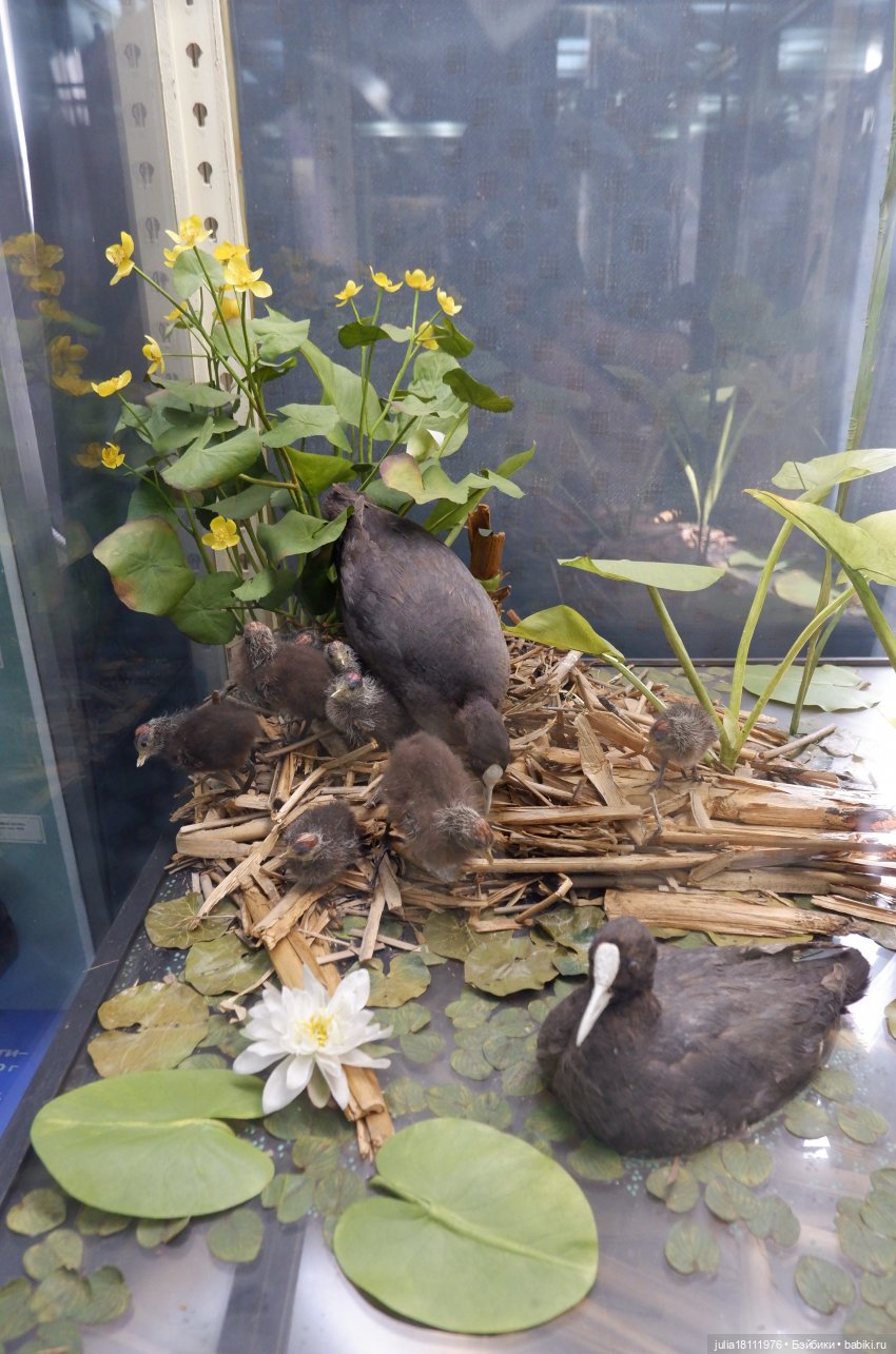 Дом кукол Лавандовый сон. Акварели Петербурга 2025. День 1. Часть 2