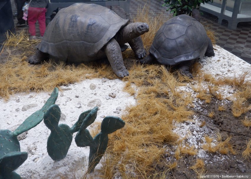 Дом кукол Лавандовый сон. Акварели Петербурга 2025. День 1. Часть 2