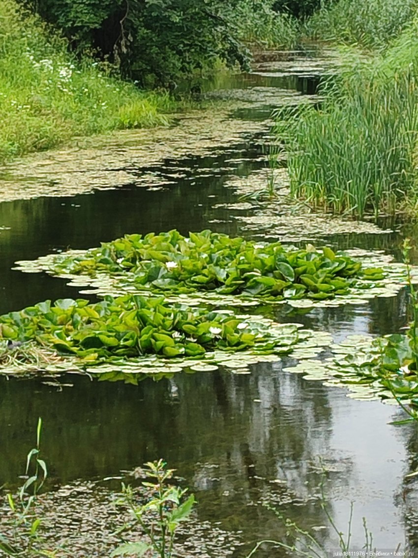 Дом кукол Лавандовый сон. Акварели Петербурга 2025. День 2