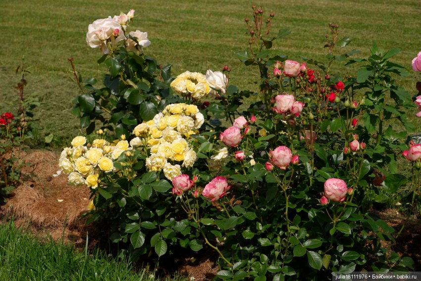 Дом кукол Лавандовый сон. Акварели Петербурга 2025. День 3. Петергоф - любовь моя