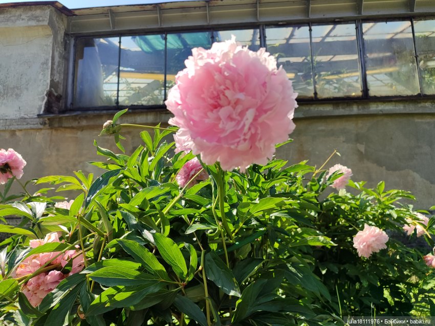 Дом кукол Лавандовый сон. Акварели Петербурга 2025. День 5. Ботанический сад (фото 10)