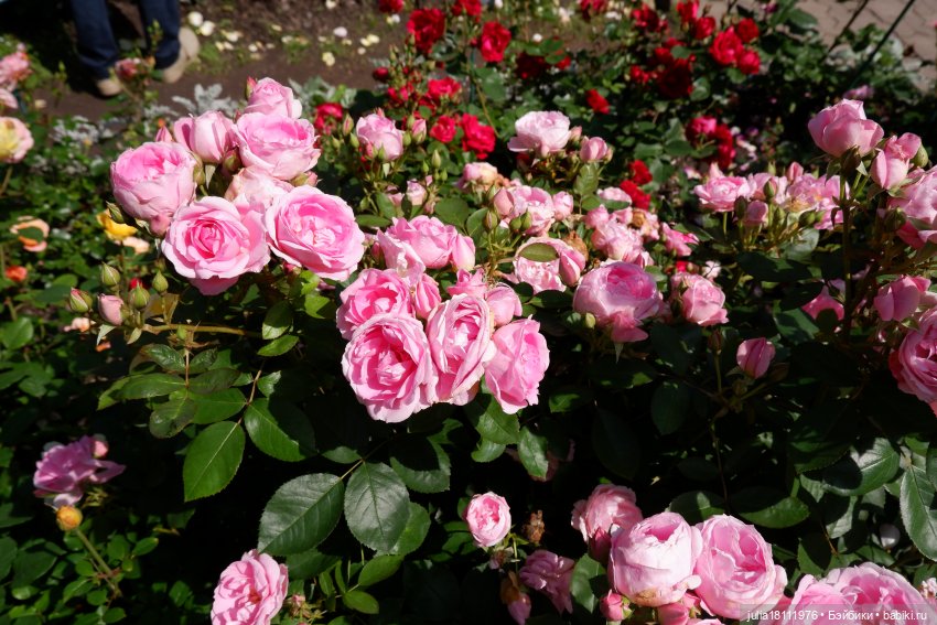 Дом кукол Лавандовый сон. Акварели Петербурга 2025. День 5. Ботанический сад