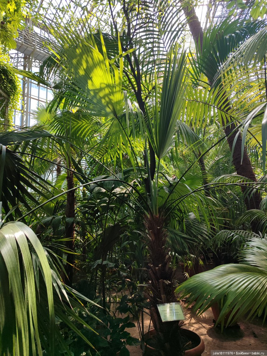 Дом кукол Лавандовый сон. Акварели Петербурга 2025. День 5. Ботанический сад (фото 2)