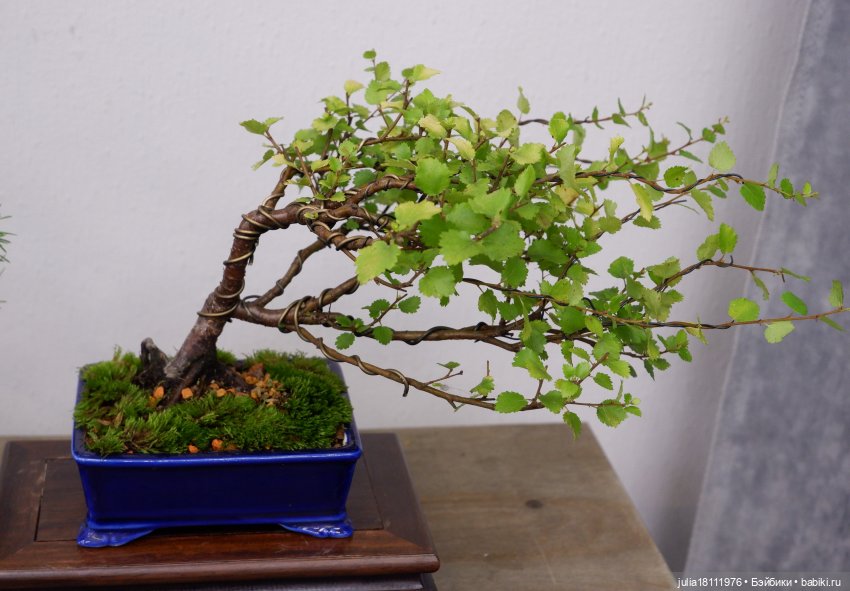 Дом кукол Лавандовый сон. Акварели Петербурга 2025. День 5. Ботанический сад