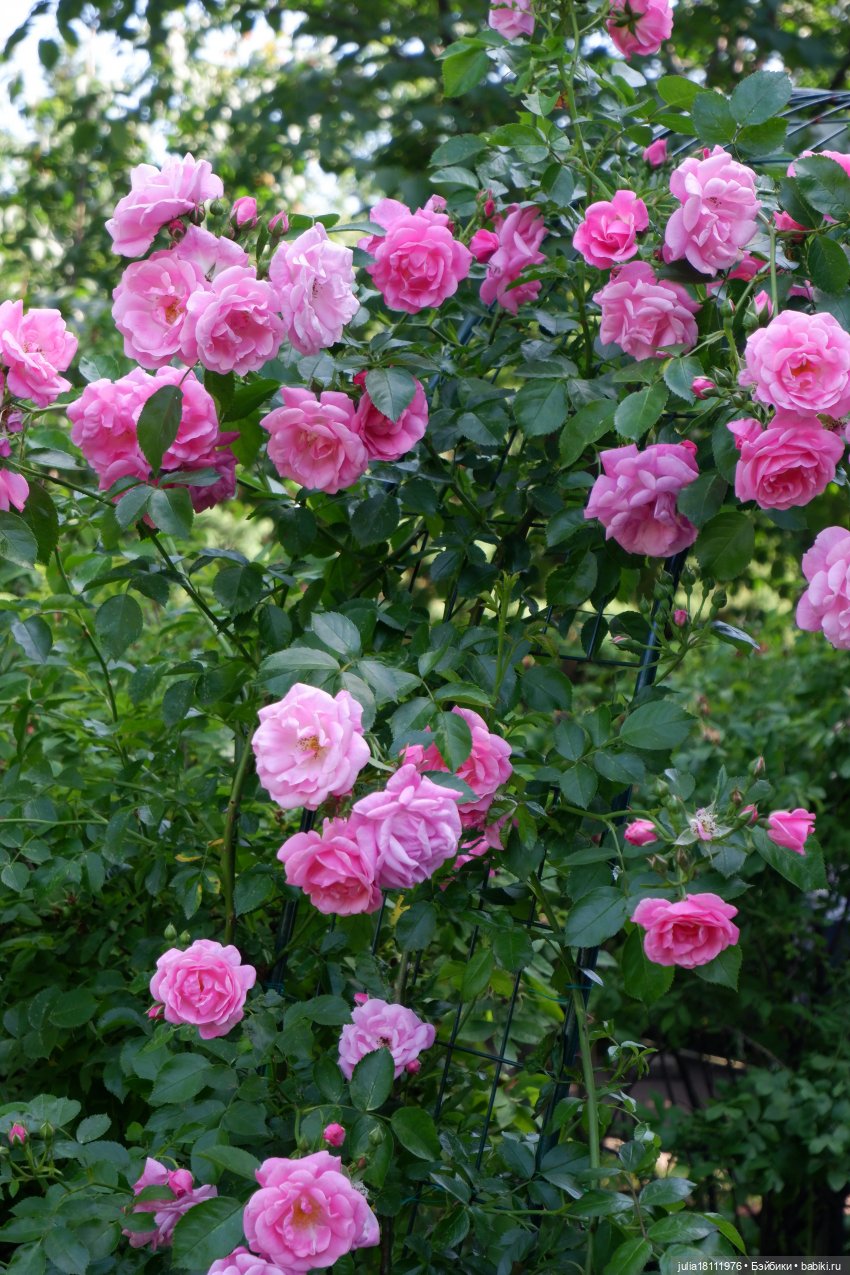 Дом кукол Лавандовый сон. Акварели Петербурга 2025. День 5. Ботанический сад