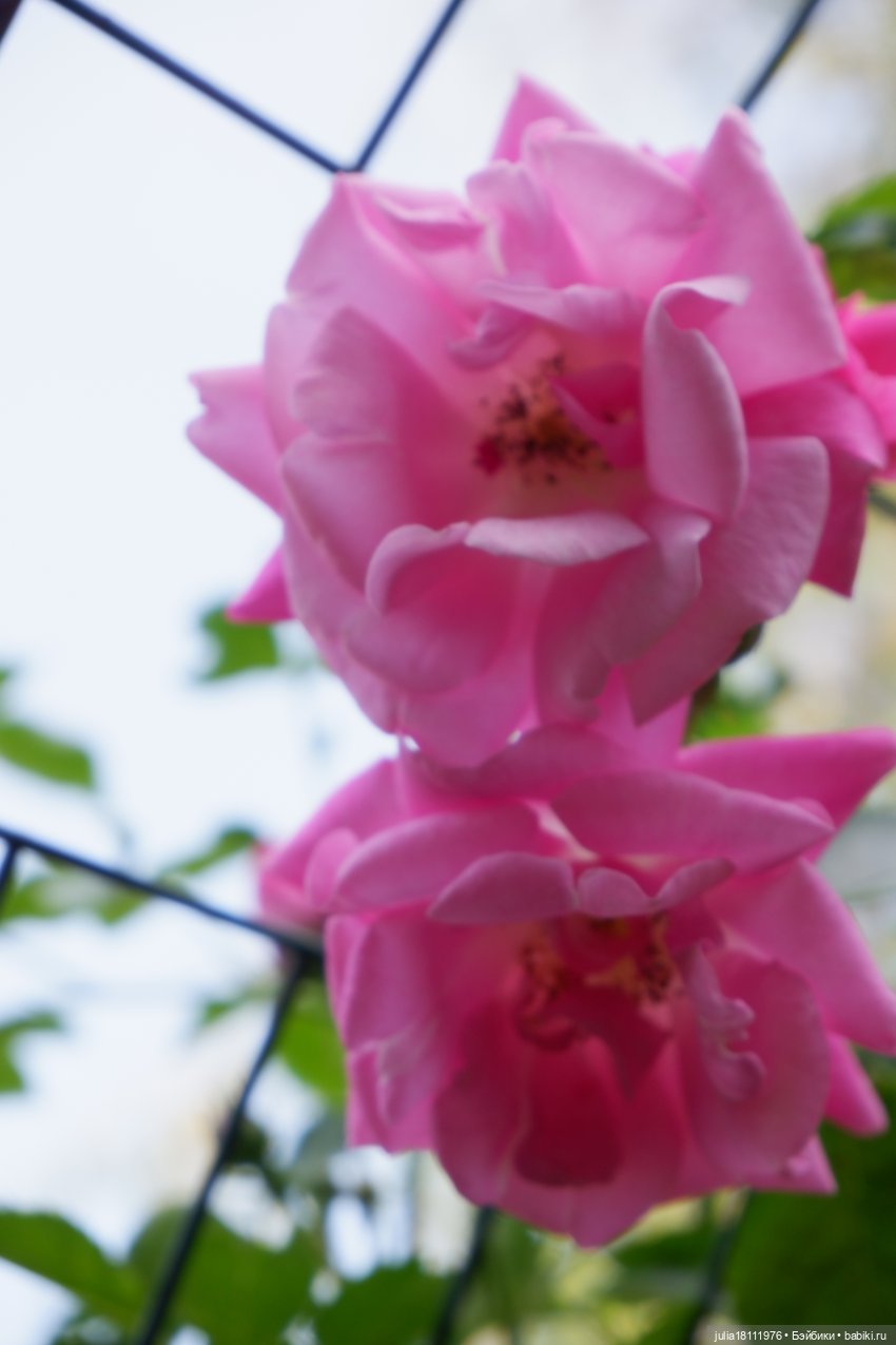 Дом кукол Лавандовый сон. Акварели Петербурга 2025. День 5. Ботанический сад