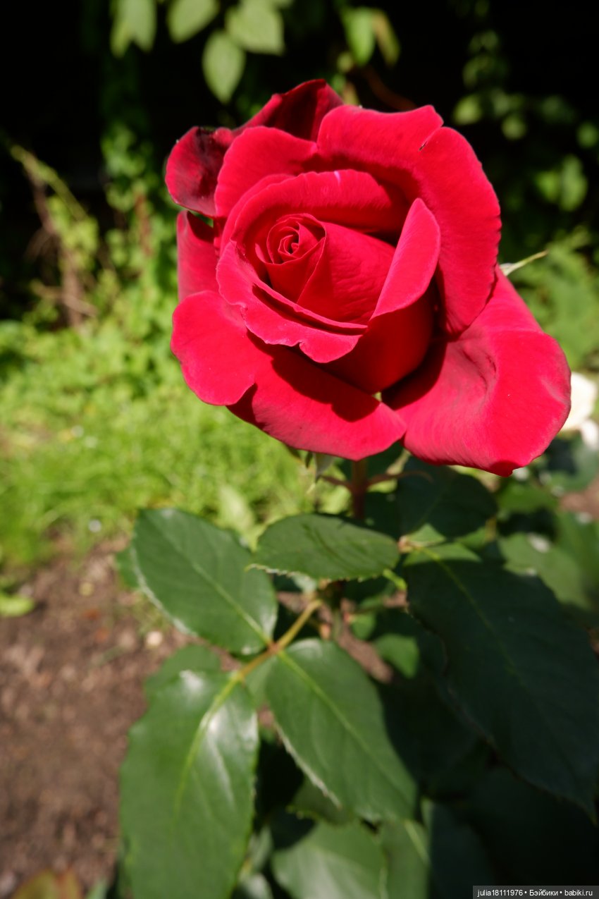 Дом кукол Лавандовый сон. Акварели Петербурга 2025. День 5. Ботанический сад