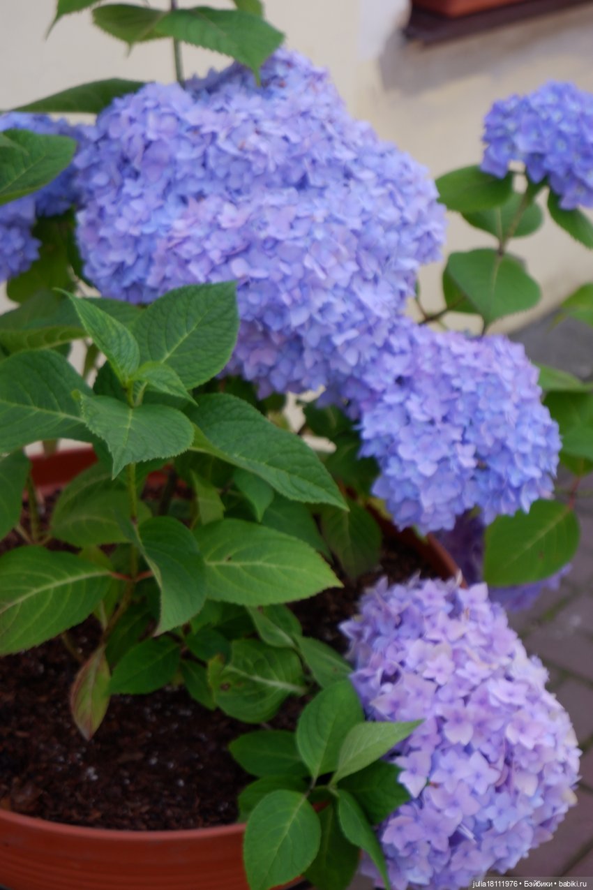 Дом кукол Лавандовый сон. Акварели Петербурга 2025. День 5. Ботанический сад