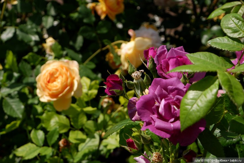 Дом кукол Лавандовый сон. Акварели Петербурга 2025. День 5. Ботанический сад