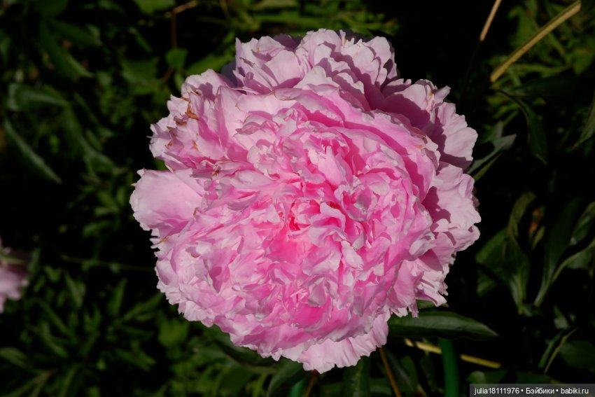 Дом кукол Лавандовый сон. Акварели Петербурга 2025. День 5. Ботанический сад (фото 7)