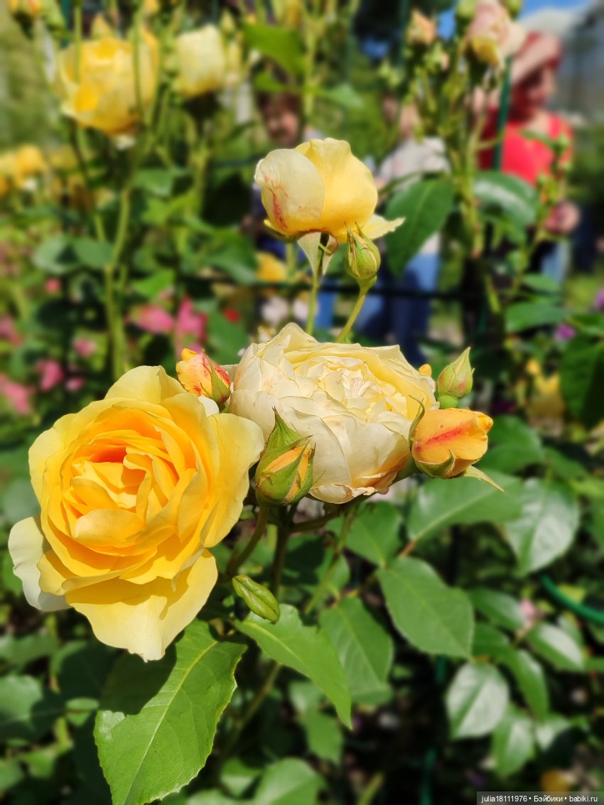 Дом кукол Лавандовый сон. Акварели Петербурга 2025. День 5. Ботанический сад