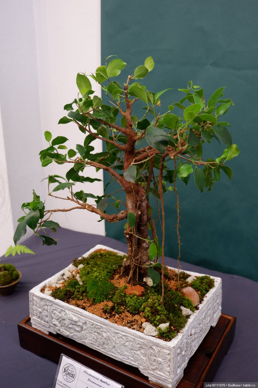 Дом кукол Лавандовый сон. Акварели Петербурга 2025. День 5. Ботанический сад