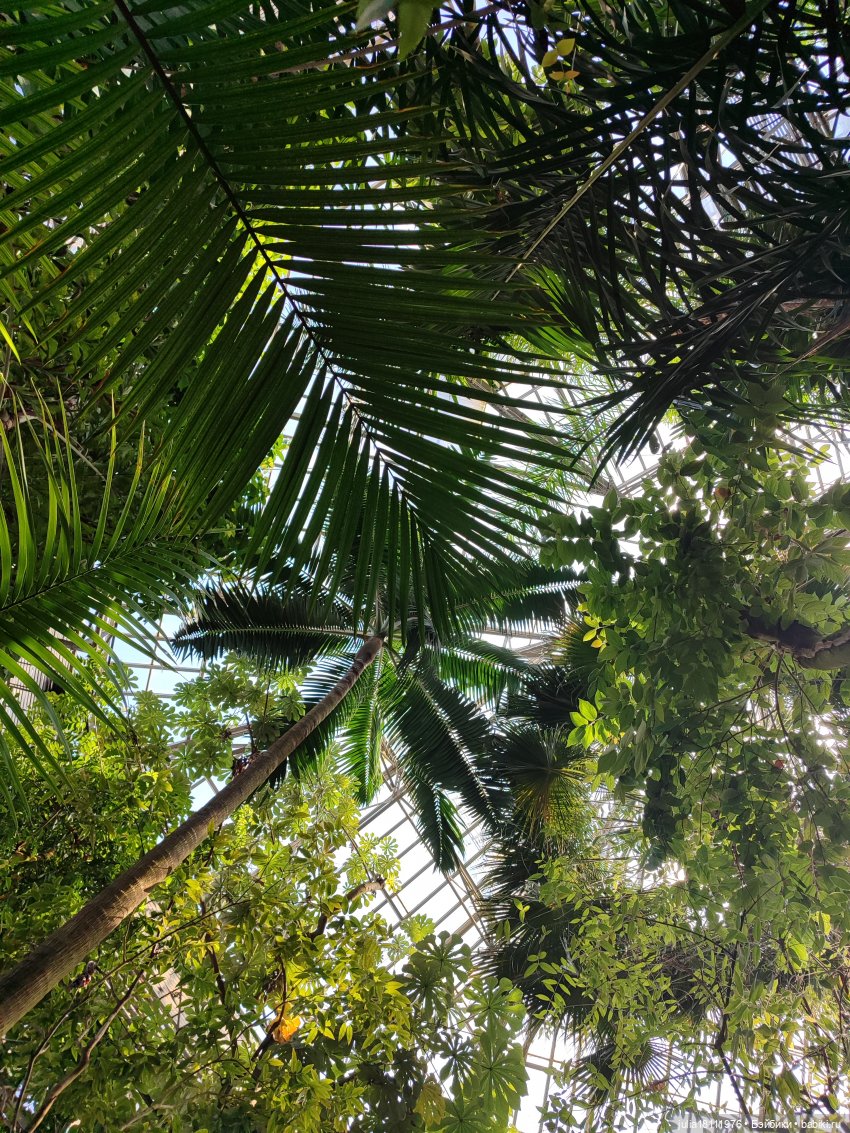 Дом кукол Лавандовый сон. Акварели Петербурга 2025. День 5. Ботанический сад