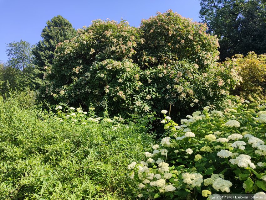 Дом кукол Лавандовый сон. Акварели Петербурга 2025. День 5. Ботанический сад