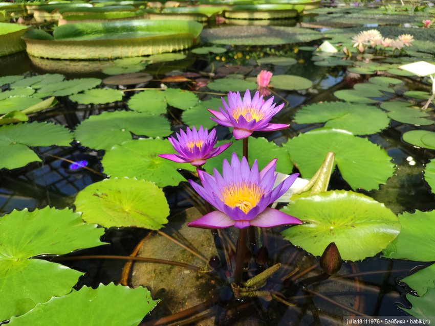 Дом кукол Лавандовый сон. Акварели Петербурга 2025. День 5. Ботанический сад (фото 5)