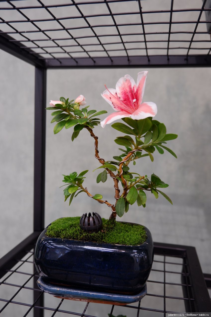 Дом кукол Лавандовый сон. Акварели Петербурга 2025. День 5. Ботанический сад