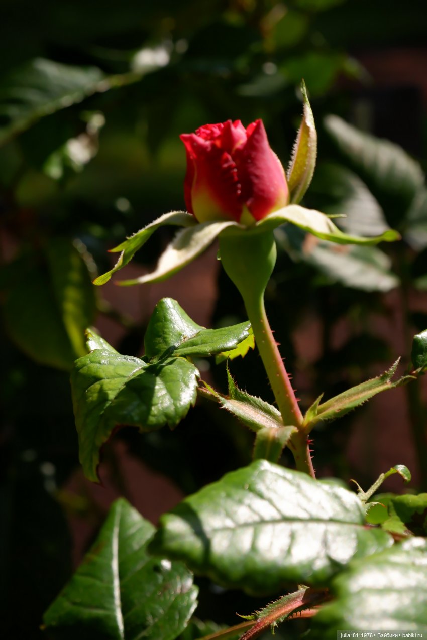 Дом кукол Лавандовый сон. Акварели Петербурга 2025. День 6. Летний сад