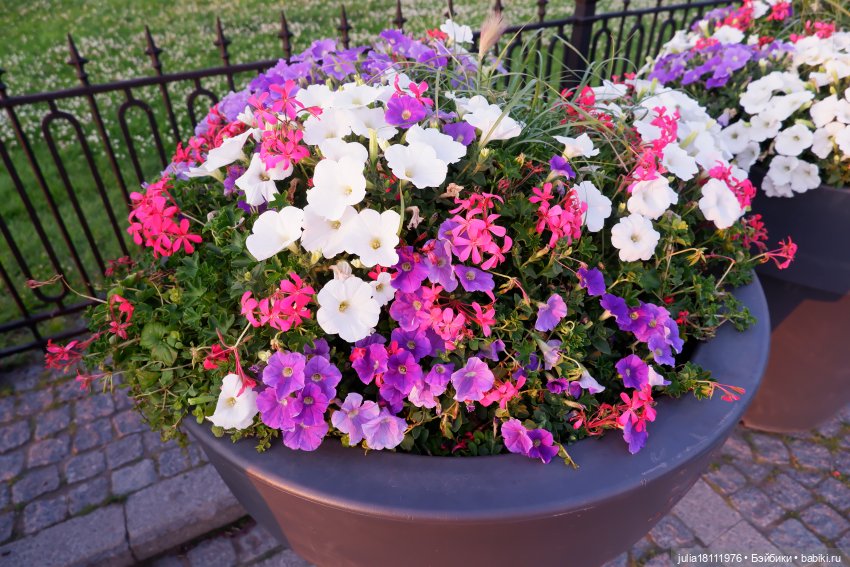 Дом кукол Лавандовый сон. Акварели Петербурга 2025. День 9. Прощальный (фото 6)