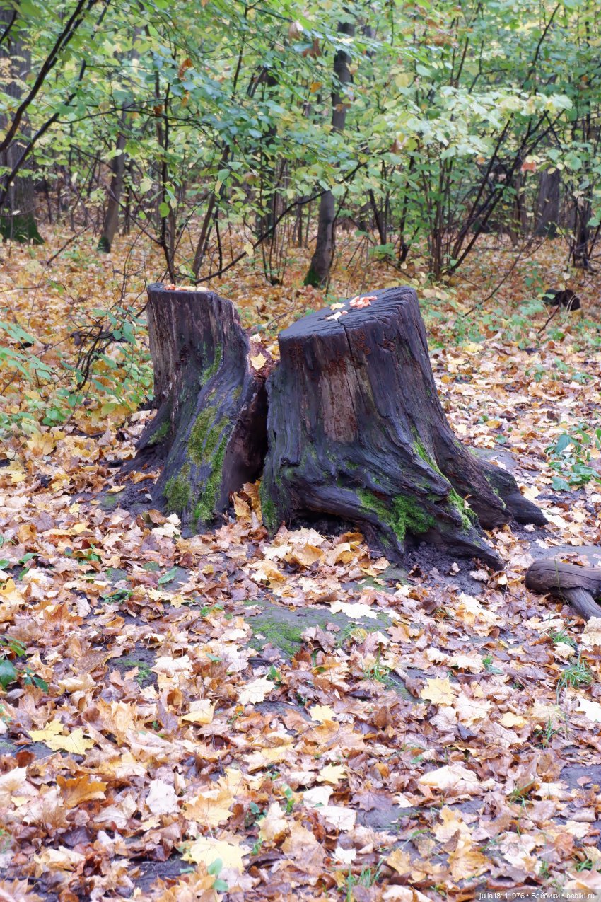 Дом кукол Лавандовый сон. Семейка Мокси. Гуляем коллекцию "Дриады" часть 1 | Бэйбики Дом кукол Лавандовый сон. Семейка Мокси. Гуляем коллекцию "Дриады" часть 1