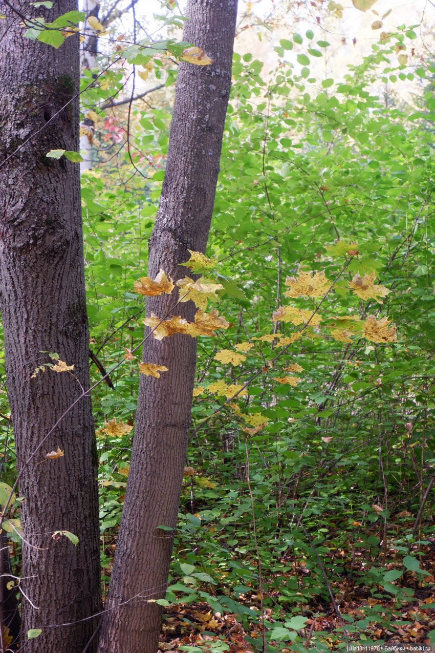 Дом кукол Лавандовый сон. Семейка Мокси. Гуляем коллекцию "Дриады" часть 1 | Бэйбики Дом кукол Лавандовый сон. Семейка Мокси. Гуляем коллекцию "Дриады" часть 1
