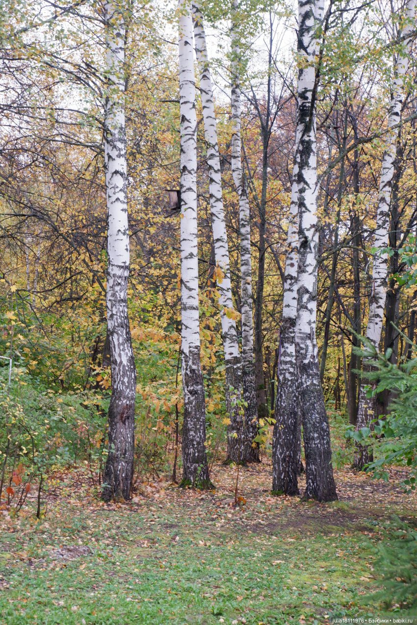 Дом кукол Лавандовый сон. Семейка Мокси. Гуляем коллекцию "Дриады" часть 1 | Бэйбики Дом кукол Лавандовый сон. Семейка Мокси. Гуляем коллекцию "Дриады" часть 1