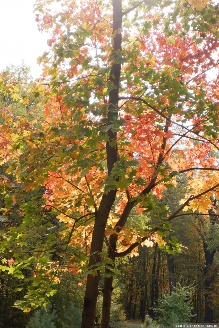 Дом кукол Лавандовый сон. Семейка Мокси. Гуляем коллекцию "Дриады" часть 1 | Бэйбики Дом кукол Лавандовый сон. Семейка Мокси. Гуляем коллекцию "Дриады" часть 1