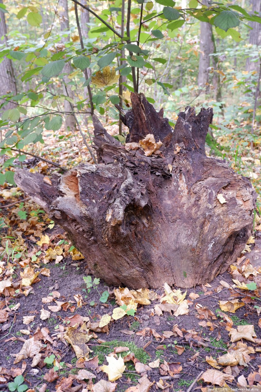 Дом кукол Лавандовый сон. Семейка Мокси. Гуляем коллекцию "Дриады" часть 1 | Бэйбики Дом кукол Лавандовый сон. Семейка Мокси. Гуляем коллекцию "Дриады" часть 1 (фото 5)