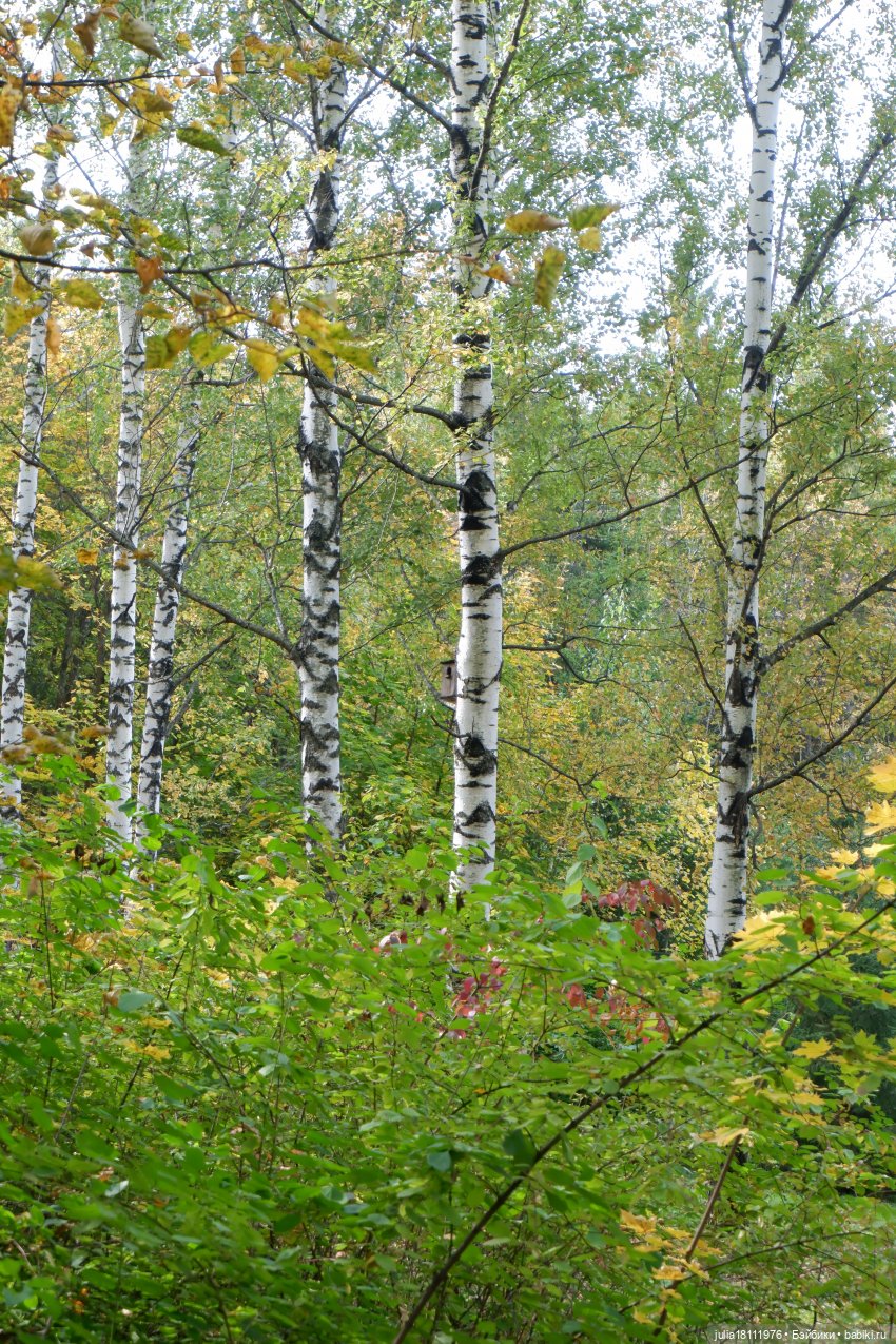 Дом кукол Лавандовый сон. Семейка Мокси. Гуляем коллекцию "Дриады" часть 1 | Бэйбики Дом кукол Лавандовый сон. Семейка Мокси. Гуляем коллекцию "Дриады" часть 1