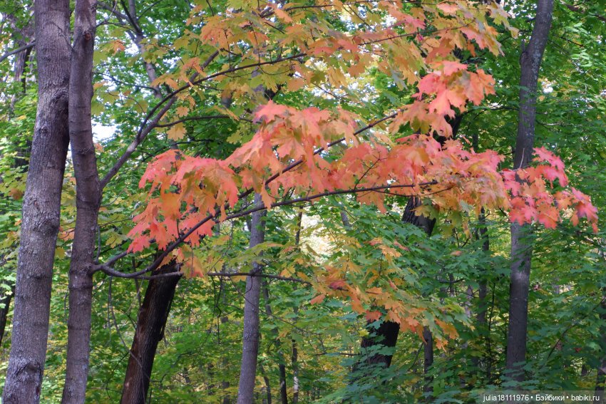 Дом кукол Лавандовый сон. Семейка Мокси. Гуляем коллекцию "Дриады" часть 1 | Бэйбики Дом кукол Лавандовый сон. Семейка Мокси. Гуляем коллекцию "Дриады" часть 1