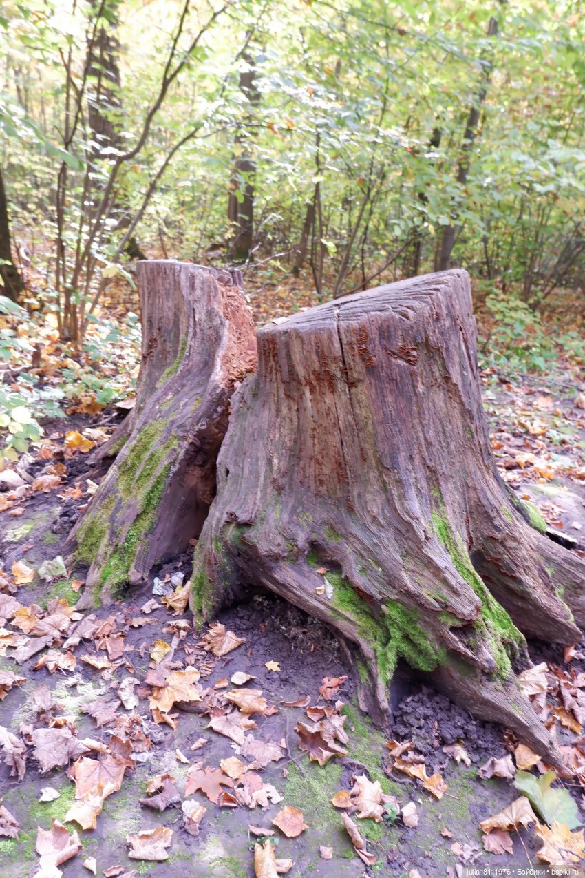 Дом кукол Лавандовый сон. Семейка Мокси. Гуляем коллекцию "Дриады" часть 1 | Бэйбики Дом кукол Лавандовый сон. Семейка Мокси. Гуляем коллекцию "Дриады" часть 1