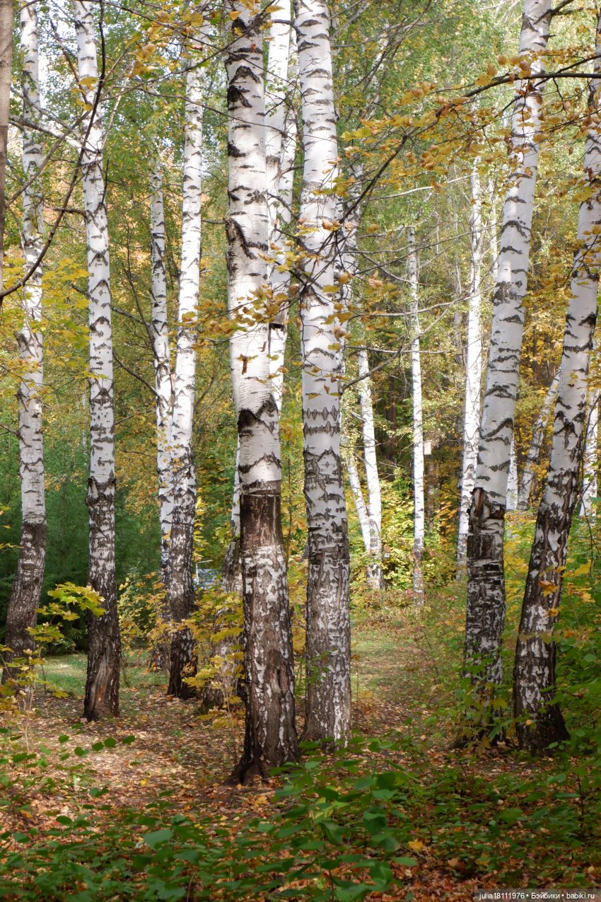 Дом кукол Лавандовый сон. Семейка Мокси. Гуляем коллекцию "Дриады" часть 1 | Бэйбики Дом кукол Лавандовый сон. Семейка Мокси. Гуляем коллекцию "Дриады" часть 1