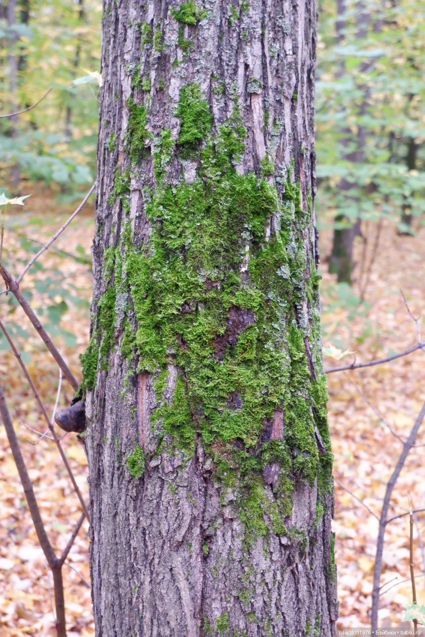 Дом кукол Лавандовый сон. Семейка Мокси. Гуляем коллекцию "Дриады" часть 2