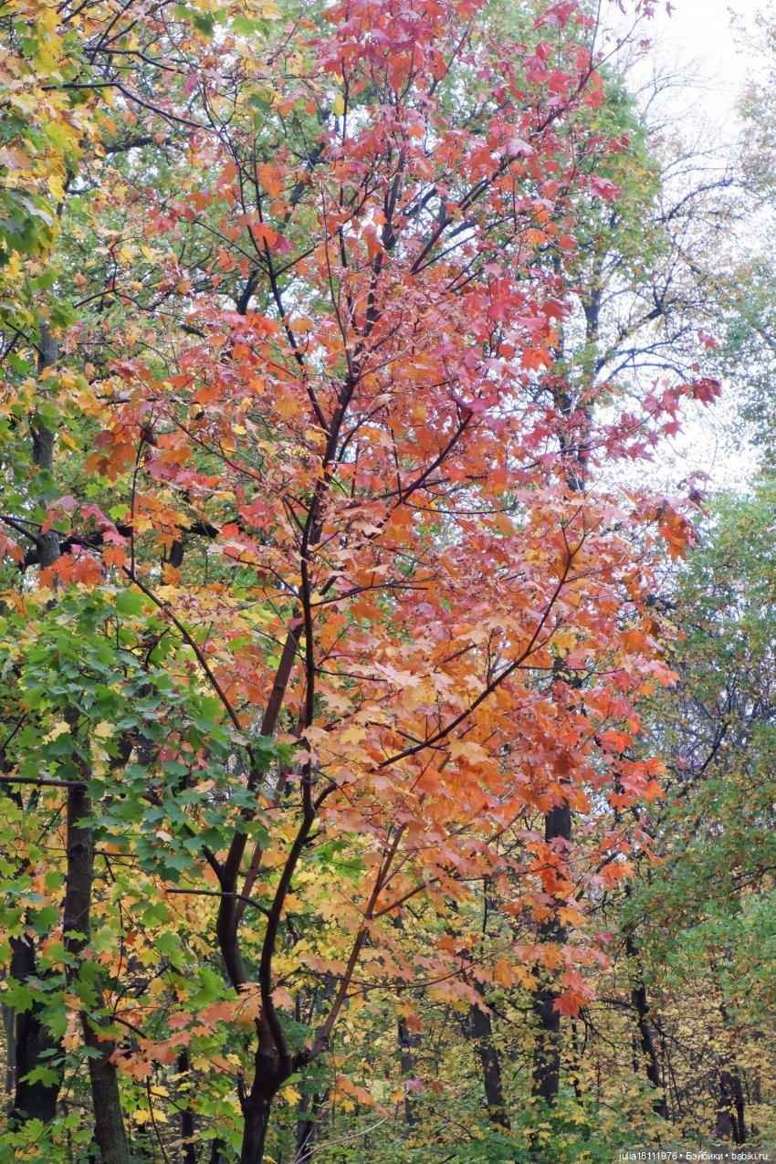 Дом кукол Лавандовый сон. Семейка Мокси. Гуляем коллекцию "Дриады" часть 2 (фото 3)