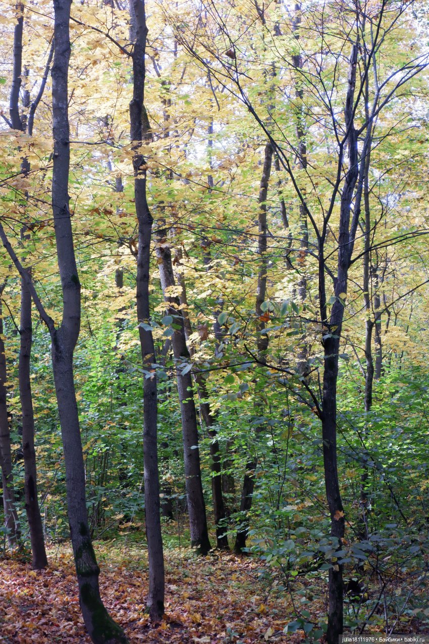 Дом кукол Лавандовый сон. Семейка Мокси. Гуляем коллекцию "Дриады" часть 2