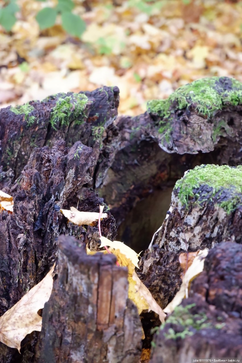 Дом кукол Лавандовый сон. Семейка Мокси. Гуляем коллекцию "Дриады" часть 2