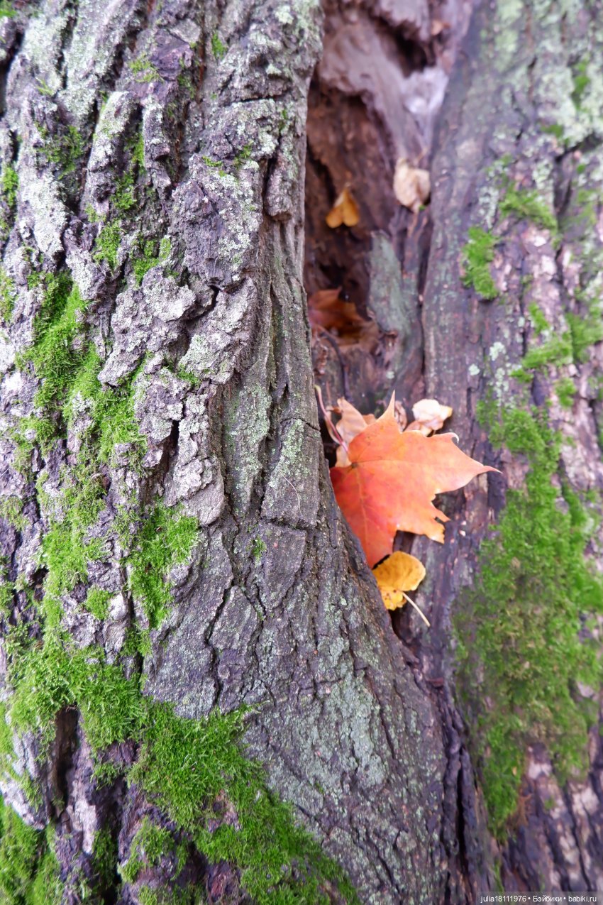 Дом кукол Лавандовый сон. Семейка Мокси. Гуляем коллекцию "Дриады" часть 2