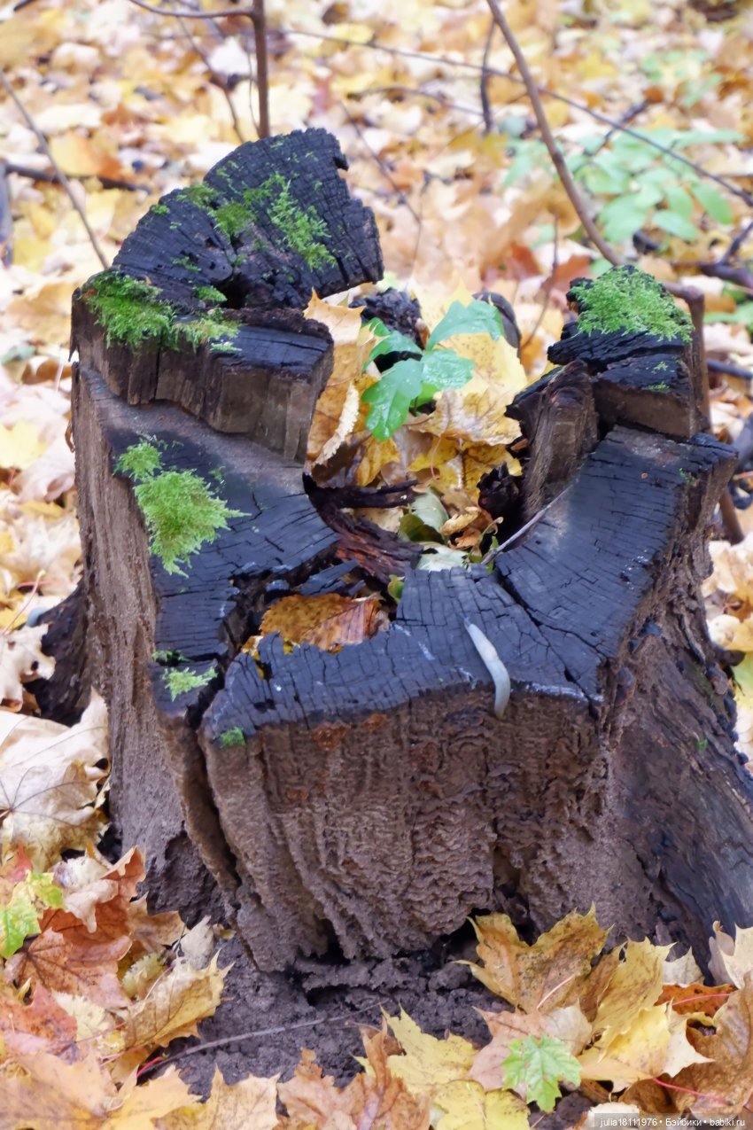 Дом кукол Лавандовый сон. Семейка Мокси. Гуляем коллекцию "Дриады" часть 2