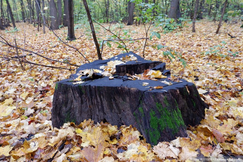 Дом кукол Лавандовый сон. Семейка Мокси. Гуляем коллекцию "Дриады" часть 2