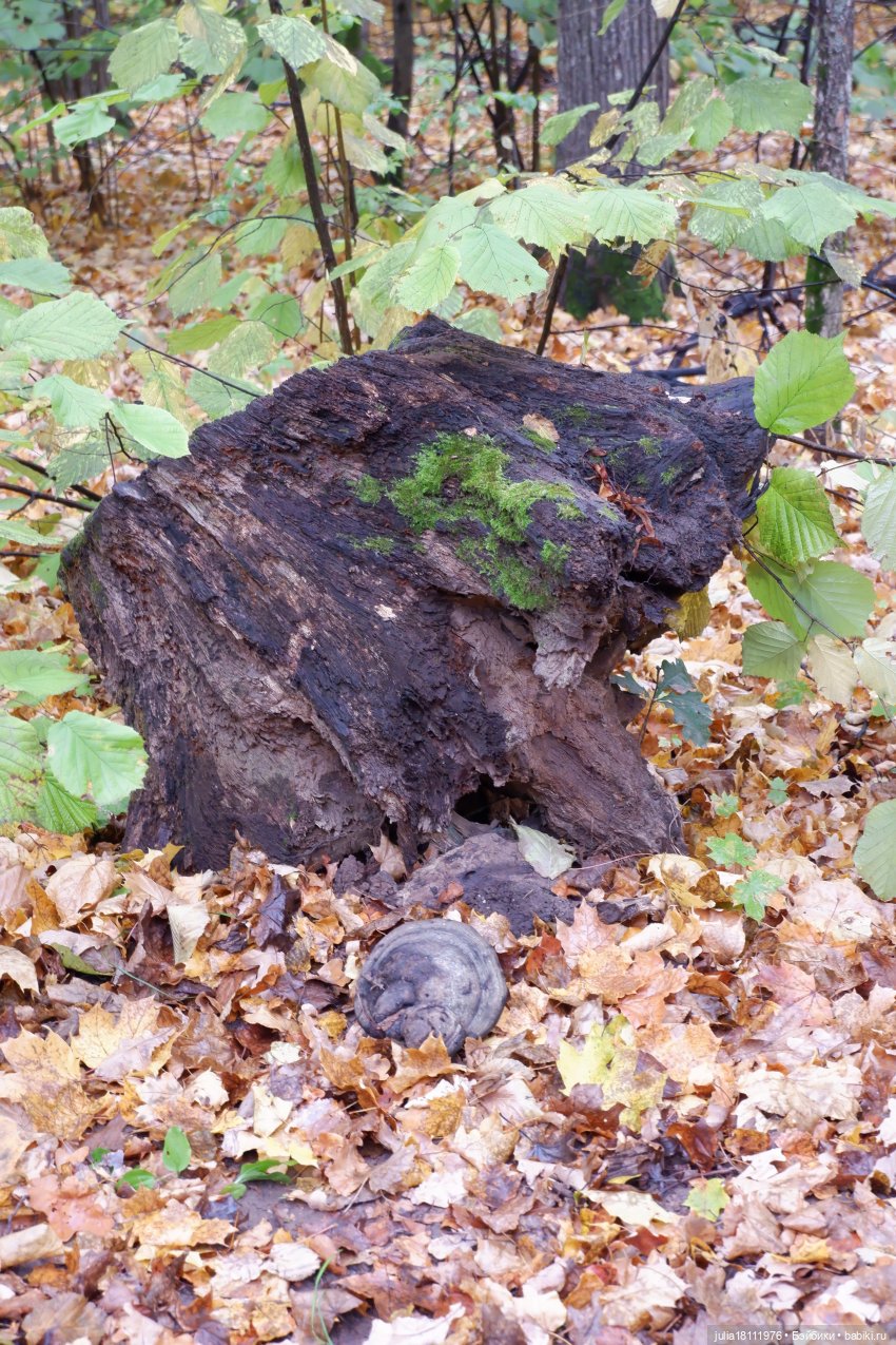 Дом кукол Лавандовый сон. Семейка Мокси. Гуляем коллекцию "Дриады" часть 2