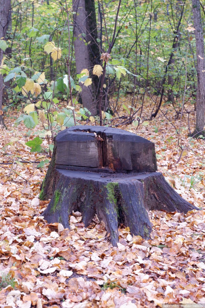 Дом кукол Лавандовый сон. Семейка Мокси. Гуляем коллекцию "Дриады" часть 2